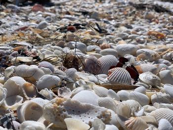 High angle view of seashell