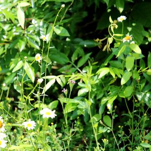 Close-up of flowering plants on field