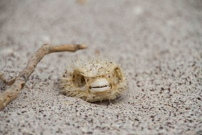 Close-up of dead fish on sand at beach