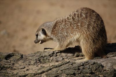 Close-up of meerkat on fallen tree