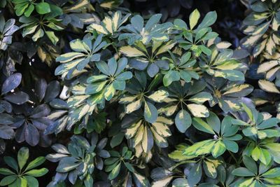 High angle view of flowering plants