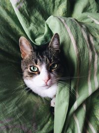 High angle view of cat lying on bed at home