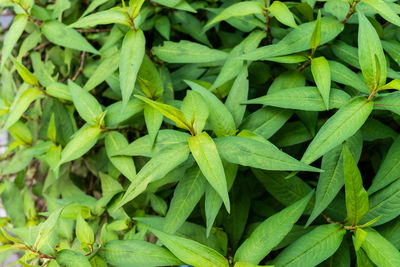 High angle view of green leaves