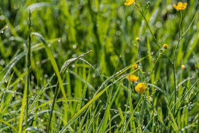Close-up of wet plants on field