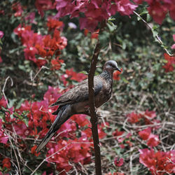 Close-up of bird perching on branch