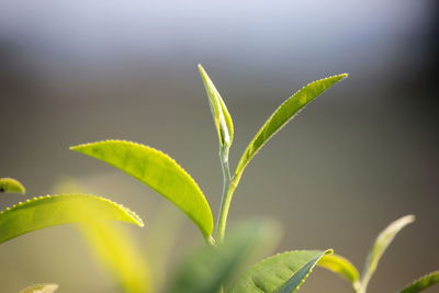 Close-up of green leaves