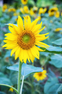 Close-up of fresh sunflower blooming on field