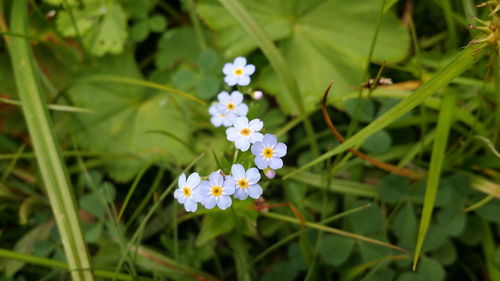 Forget-me-not flowers blooming outdoors