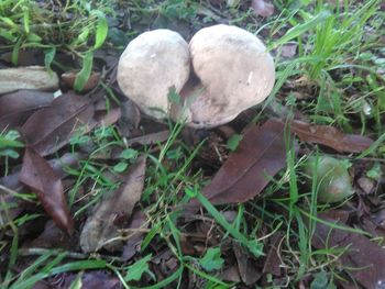 Close-up of mushroom growing on field