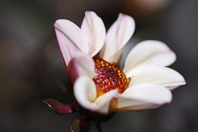 Close-up of white flower