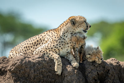 Cheetah family sitting on rock in forest