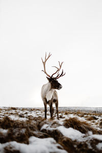 Deer standing on snow covered land