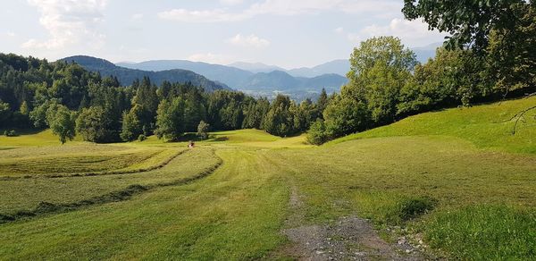 Scenic view of trees growing on field against sky