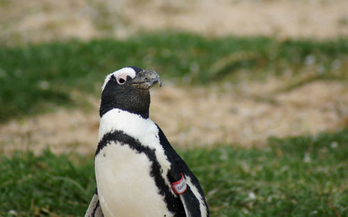 Endangered african penguin in south africa at a sea bird rehabilitation center.