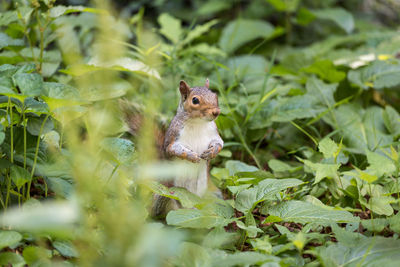 Close-up of squirrel on plant