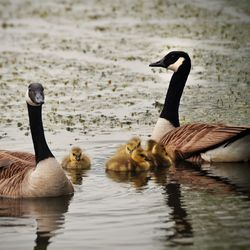 Canada geese and goslings swimming on lake