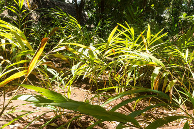 Close-up of fresh green plant in field