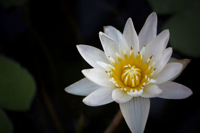 Close-up of white flower blooming outdoors