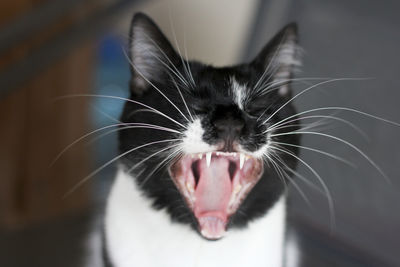 Close-up of a cat, open mouth