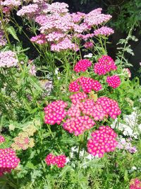 Close-up of pink flowers