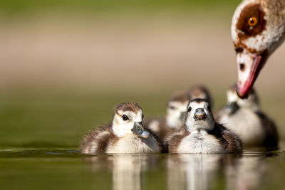 View of birds in lake