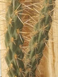 Close-up of cactus plant