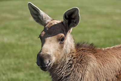 Moose calf in natural colors