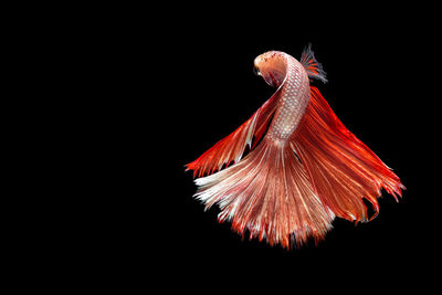 Close-up of fish over black background