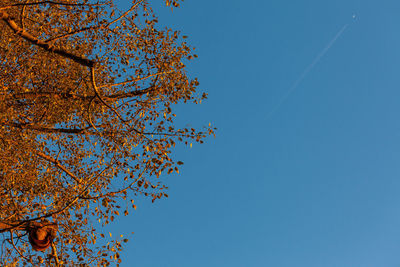 Low angle view of tree against clear blue sky