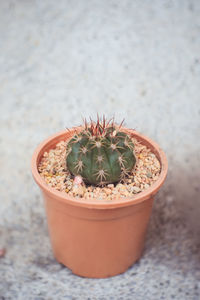 High angle view of potted plants on table