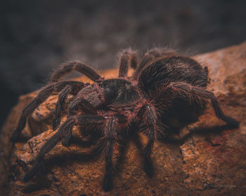 Close-up of spider