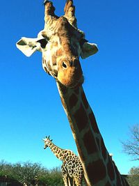 Low angle view of giraffe against clear blue sky