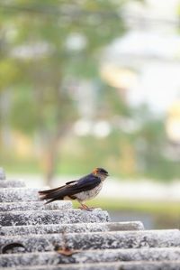 Close-up of bird perching on roof