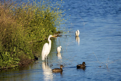 Egrets swimming in lake