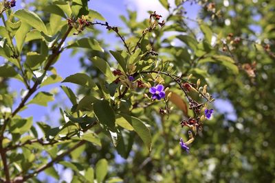 Low angle view of flowering plant against trees