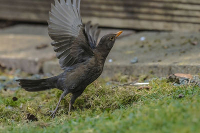 Bird flying over a field