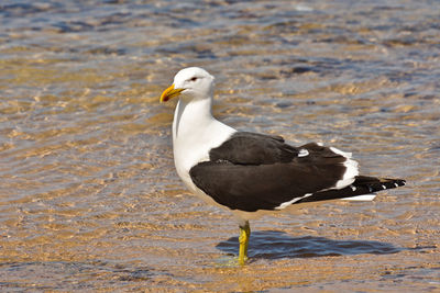 Side view of seagull on beach