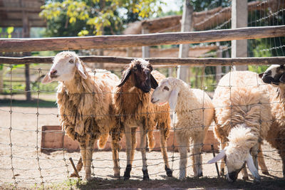 Sheep standing by fence in pen