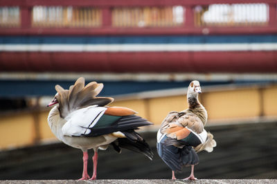 View of egyptian geese perching on railing. metropolitan ducks