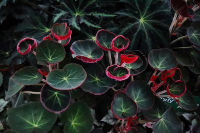 High angle view of red flowering plant