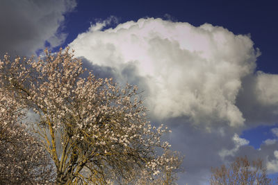 Low angle view of flowering tree against cloudy sky