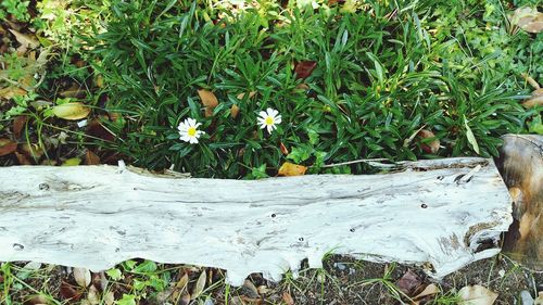 Close-up of plants