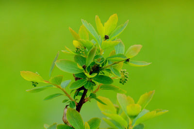 Close-up of insect on plant