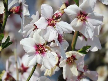 Close-up of cherry blossom