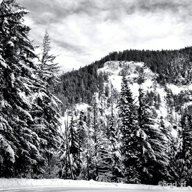 snow, winter, cold temperature, tree, sky, season, weather, tranquil scene, tranquility, landscape, scenics, nature, beauty in nature, cloud - sky, covering, mountain, non-urban scene, field, white color, frozen