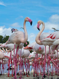 View of flamingo in sea against sky