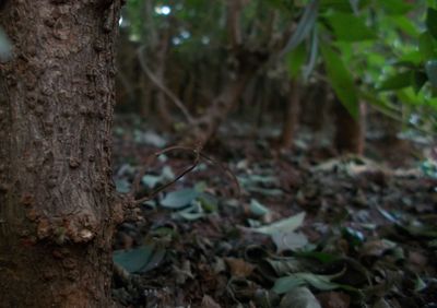 Close-up of tree trunk in forest