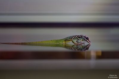 Close-up of insect on leaf