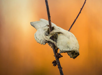 Close-up of animal skull on branch