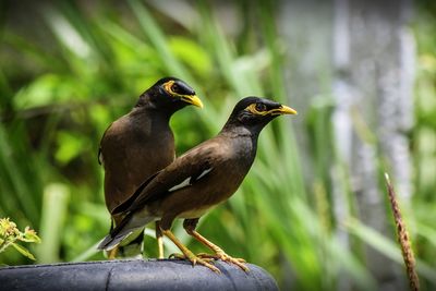 Close-up of bird perching on a plant